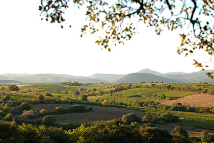 Vue des vignes Languedoc 