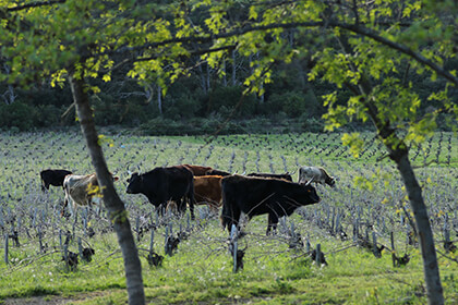 Troupeau de vaches dans les vignes domaine Léon Barral Faugères 