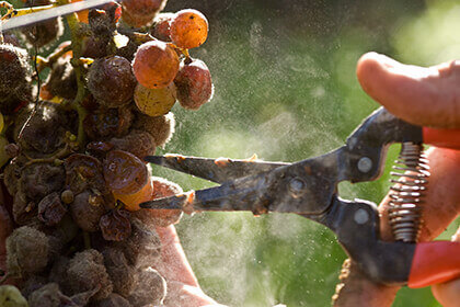 Bordeaux wines, Botrytized grapes at Château Guiraud, Sauternes grapes