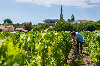 vins bordelais