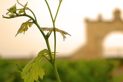 Bordeaux wines, Chateau d’Issan, Bordeaux grape vine