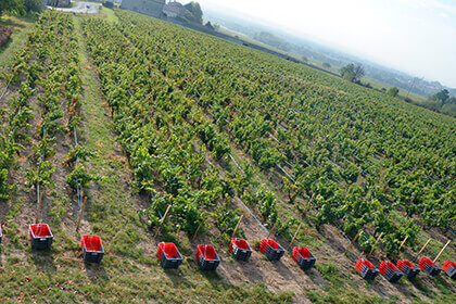 Vendanges Beaujolais - Fleurie 