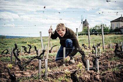 Travail de la vigne Moulin-À-Vent 