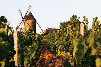 Moulin-À-Vent - Vignoble - Beaujolais 