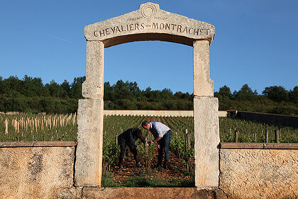Burgundy wine region