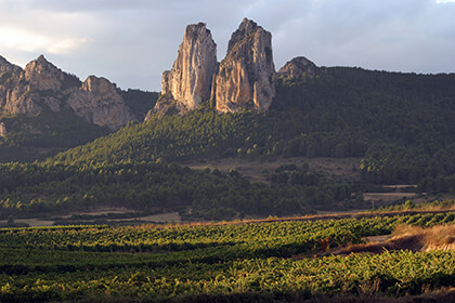 Vignobles Rioja Espagne 