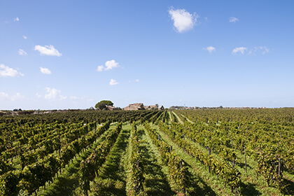 Sicilian wines