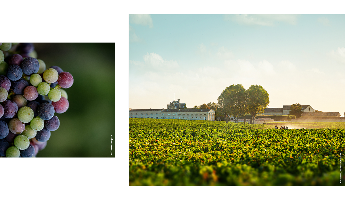 Grappes and vineyards