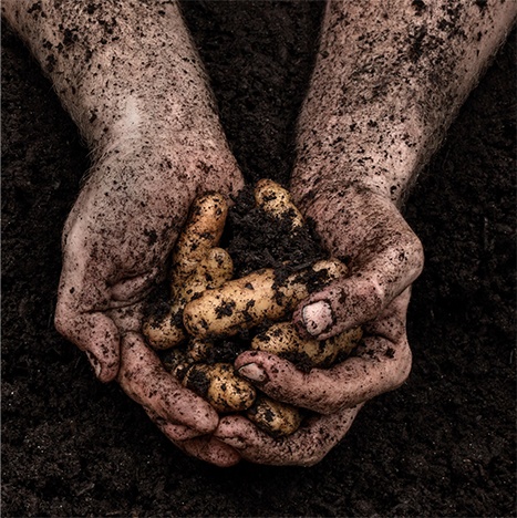 krug x pomme de terre