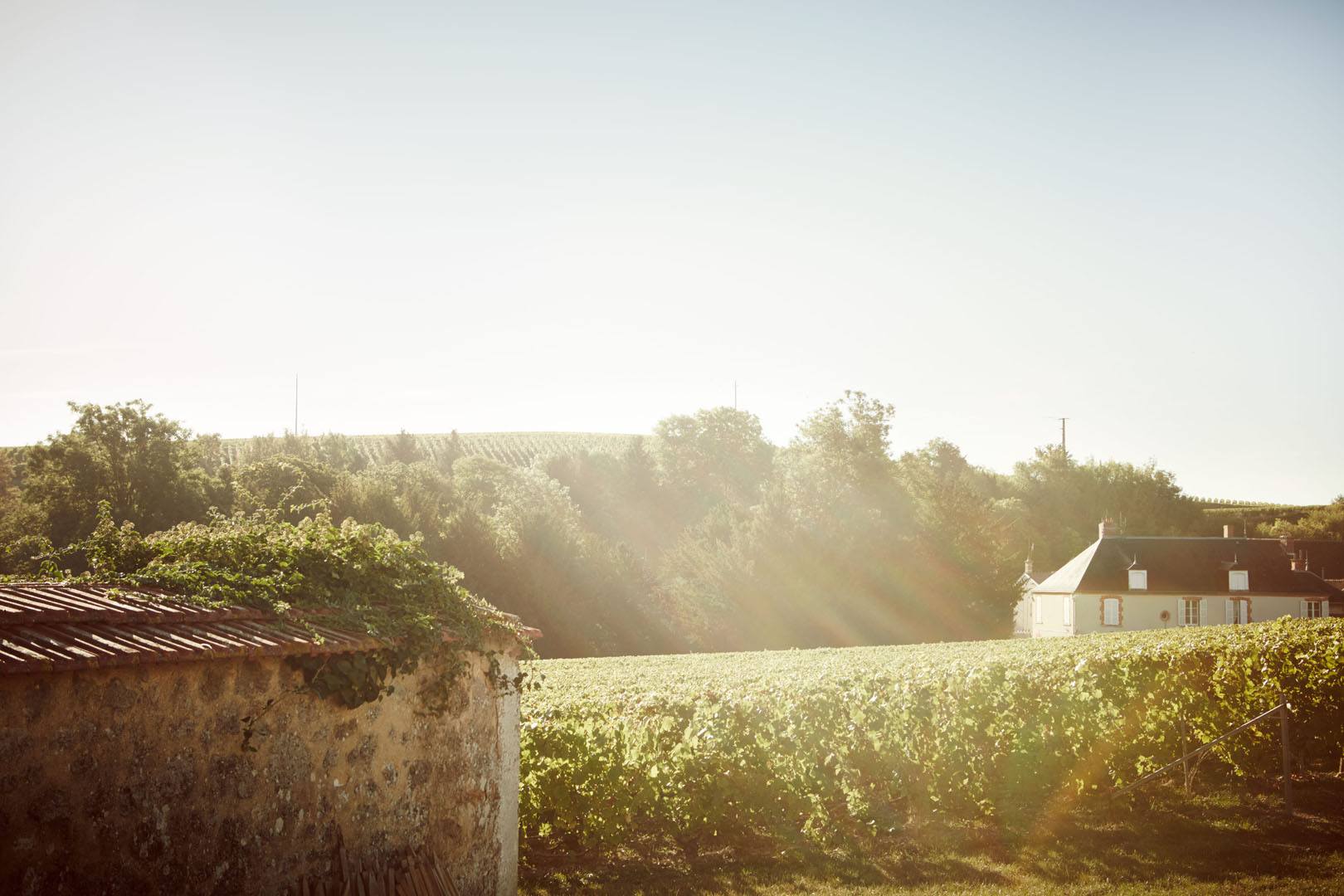 Krug : Clos du Mesnil 1998